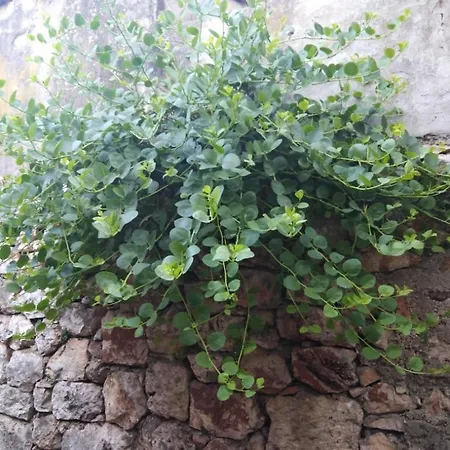 In Jelsa With Terrace, Air Conditioning, Wi-fi 4440-1 Apartment *