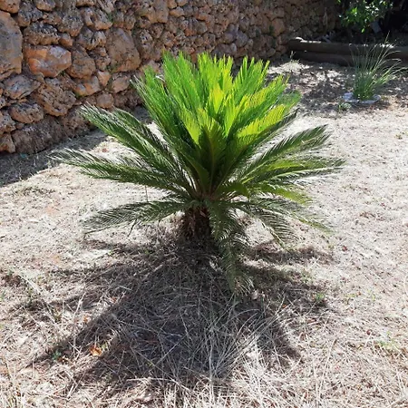 In Jelsa With Terrace, Air Conditioning, Wi-fi 4440-1 * Jelsa (Hvar)